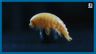 This New Species Is Named After the Plastic Inside It
